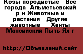 Козы породистые - Все города, Альметьевский р-н Животные и растения » Другие животные   . Ханты-Мансийский,Пыть-Ях г.